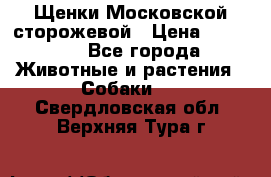 Щенки Московской сторожевой › Цена ­ 35 000 - Все города Животные и растения » Собаки   . Свердловская обл.,Верхняя Тура г.